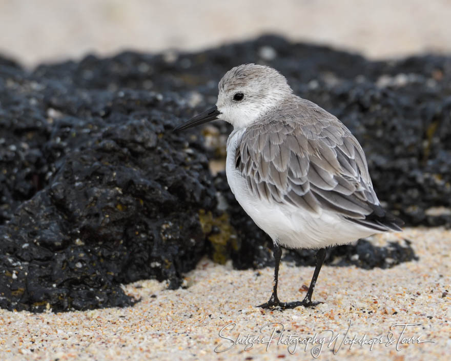 Galapagos Islands Semipalmated Plover 20200223 154935