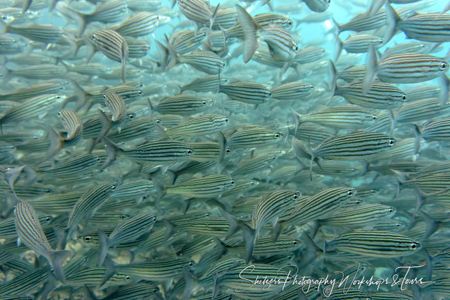 Galapagos Islands Tropical Fish