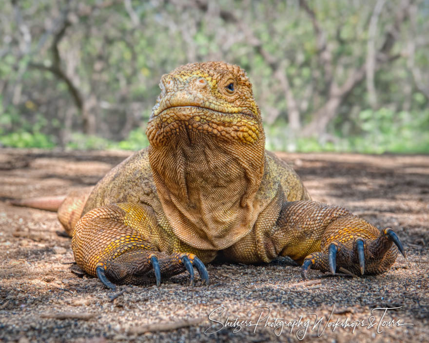 Galapagos Land Iguana 20200226 074922