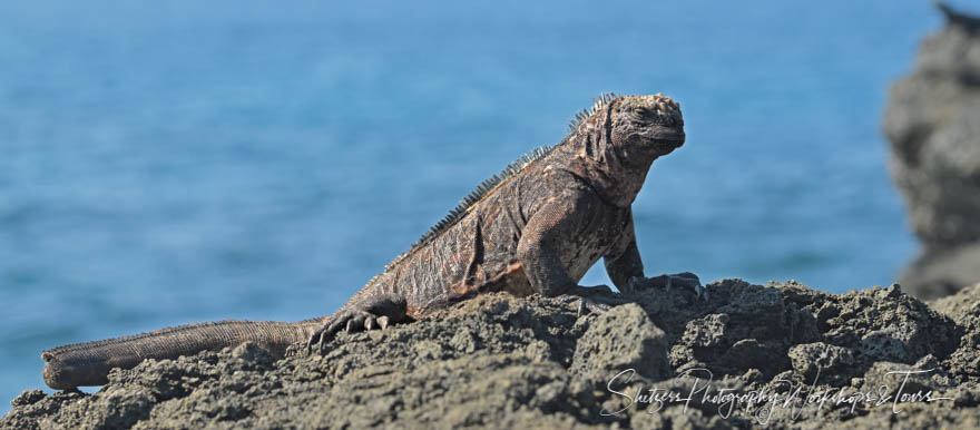 Galapagos Land Iguana 20200302 081102