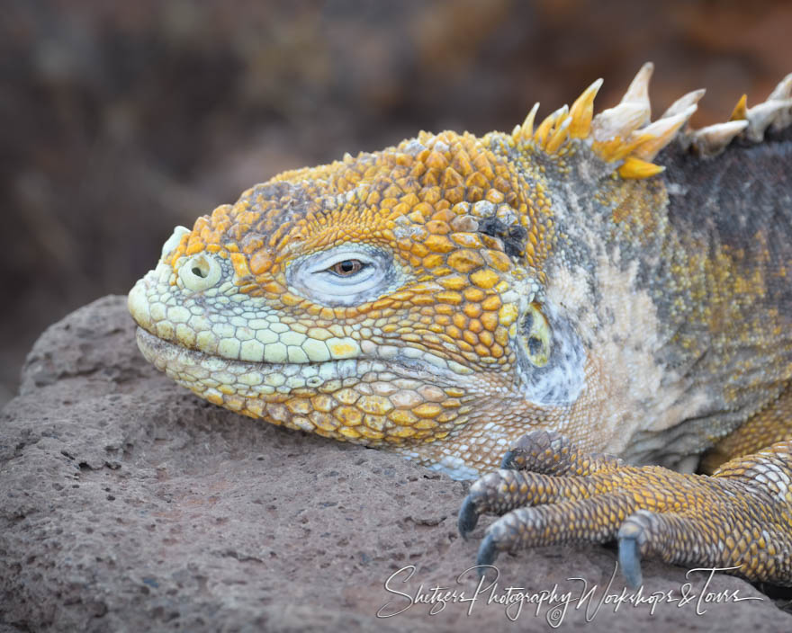 Galapagos Land Iguana Close Up 20200301 144006