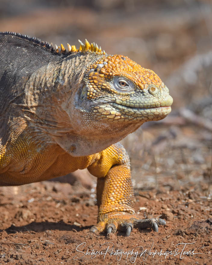 Galapagos Land Iguana Grinning at the Camera 20200301 142539