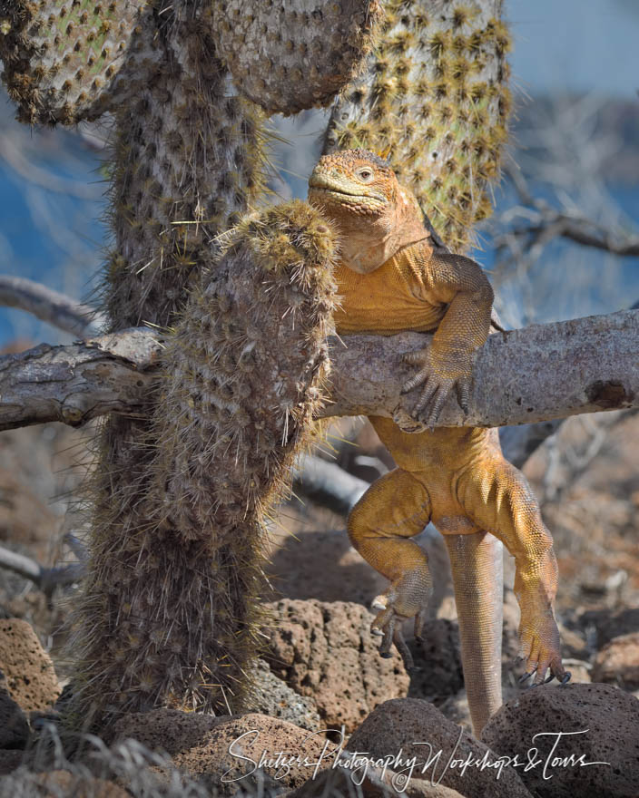 Galapagos Land Iguana On A Cactus 20200301 140035