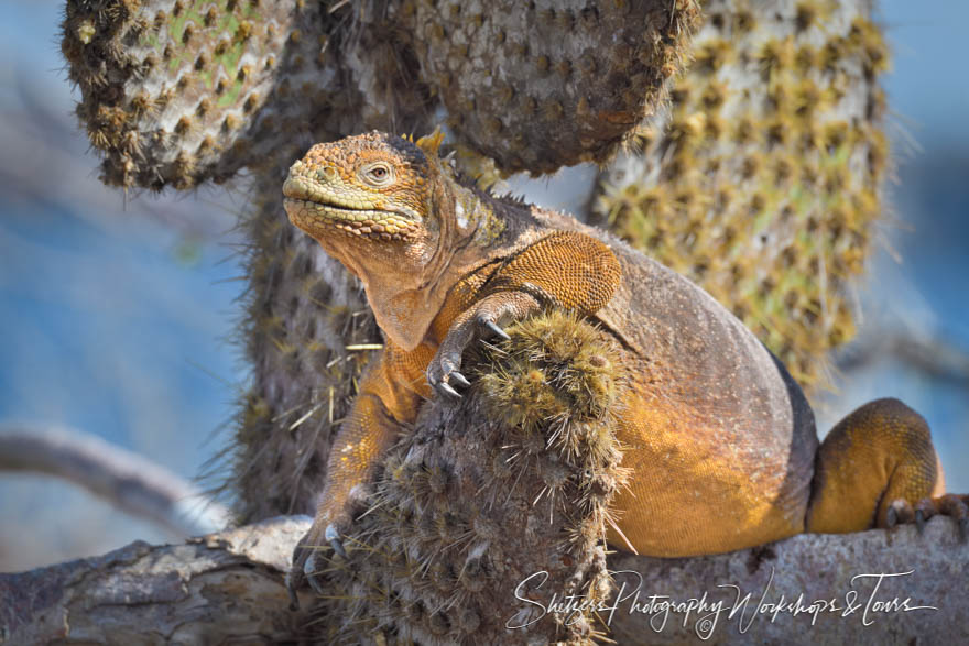 Galapagos Land Iguana On A Cactus 20200301 140055