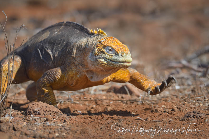 Galapagos Land Iguana on the Move