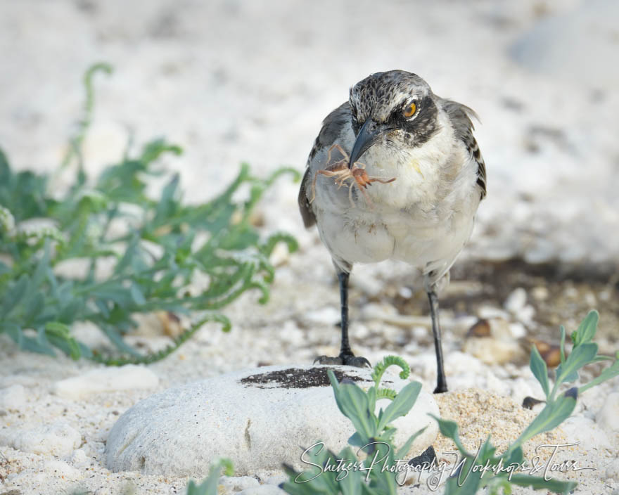 Galapagos Mockingbird Feeding 20200303 070411