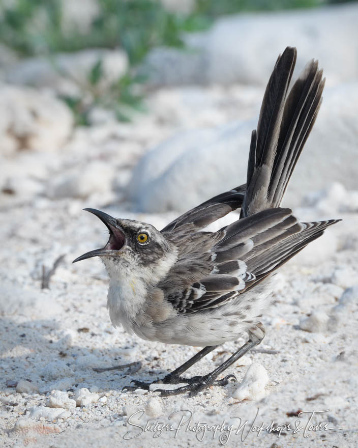 Galapagos Mockingbird Singing 20200303 070355