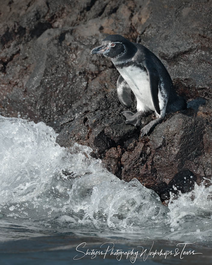 Galapagos Penguin About to Dive