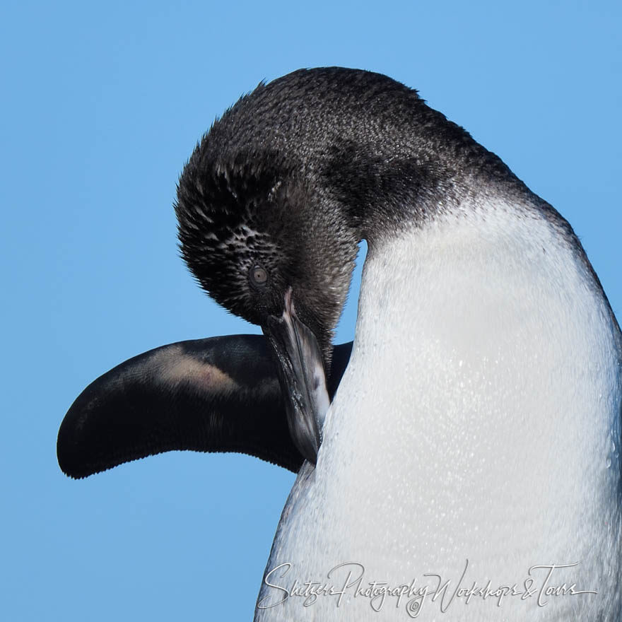 Galapagos Penguin Baby Head Under Wing
