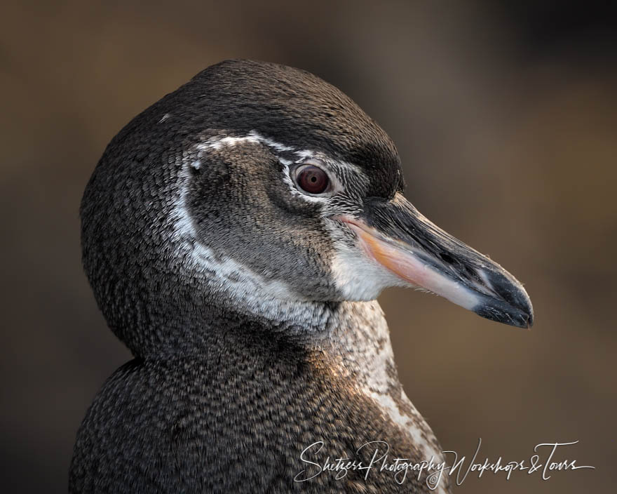 Galapagos Penguin Close Up