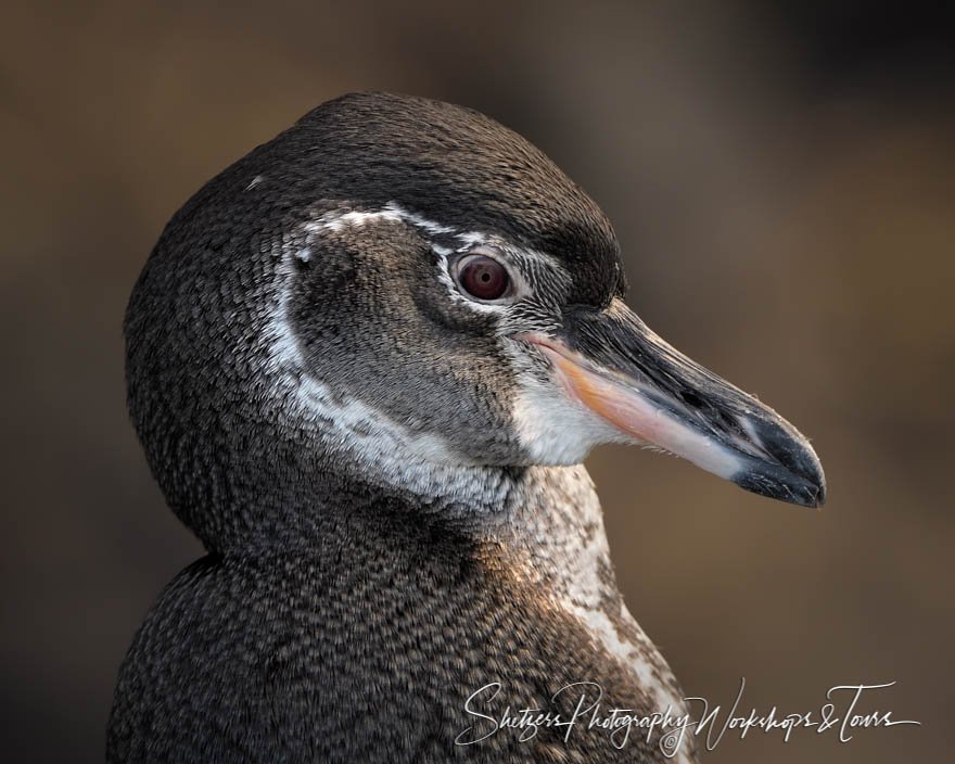 Galapagos Penguin Close Up 20200225 080108