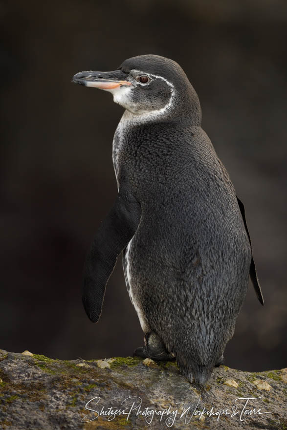 Galapagos Penguin Looking at Camera