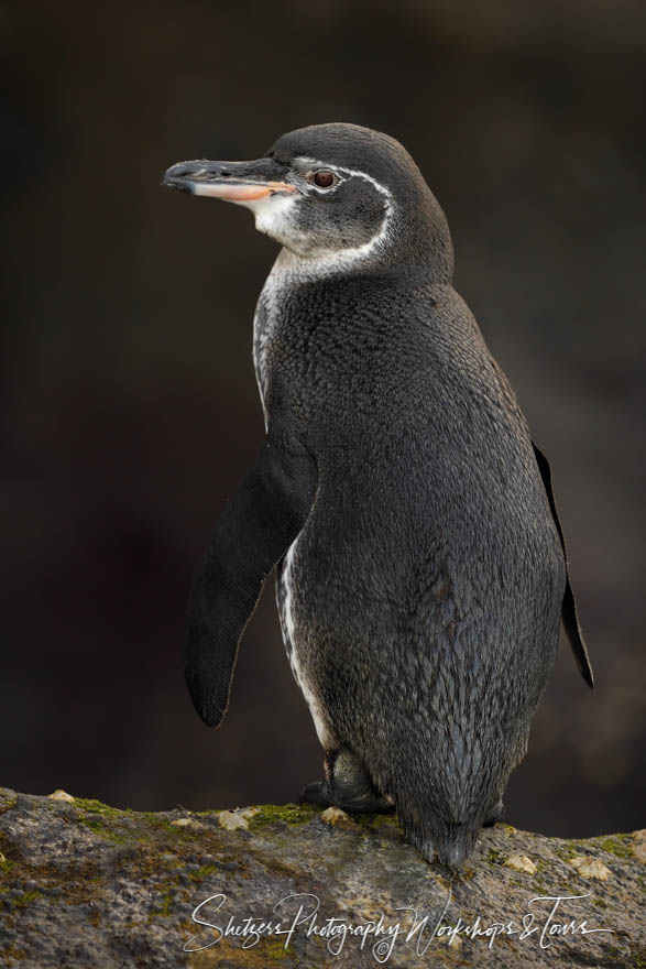 Galapagos Penguin Looking at Camera 20200225 081156