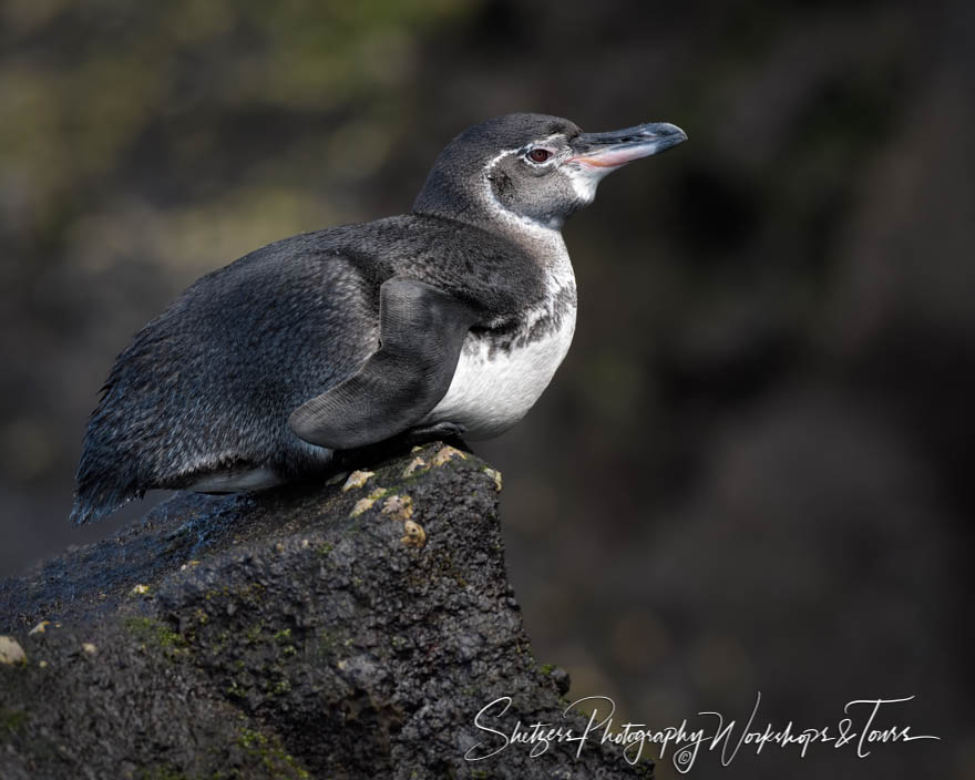Galapagos Penguin Perched on Rock