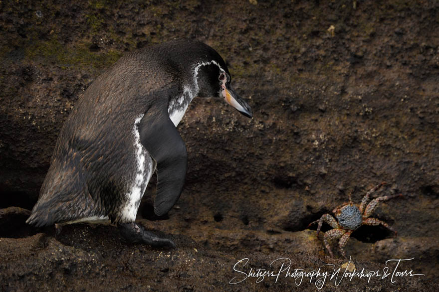 Galapagos Penguin and Sally Lightfoot Crab