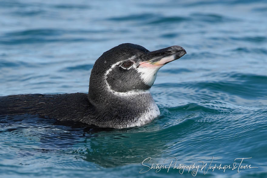Galapagos Penguin in Water