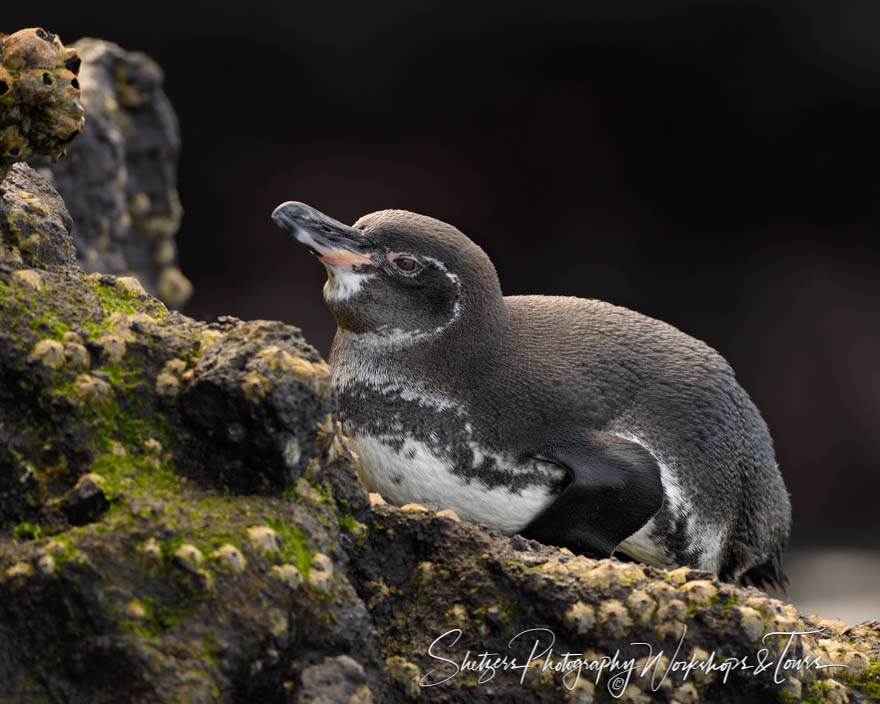 Galapagos Penguin on Belly 20200225 075705