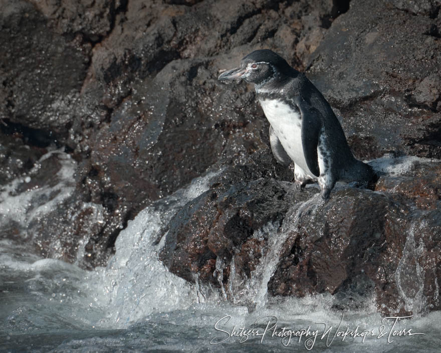 Galapagos Penguin on Lava Rocks 20200302 150636