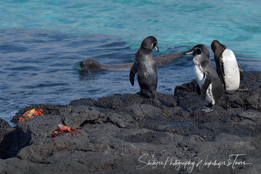 Galapagos Penguins with Sea Lion and Sally Lightfoot Crabs