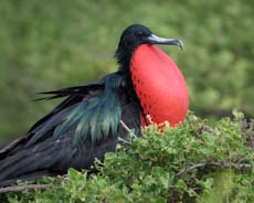 Galapagos Photo Workshops - East