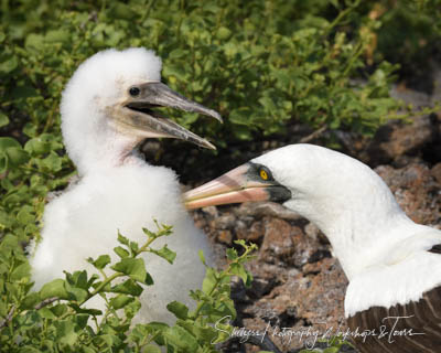 Galapagos Photo Tour