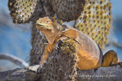 Galapagos Photo Tour