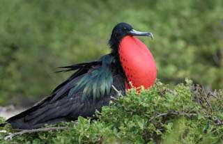 Galapagos Photography Tour