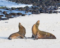 Galápagos Photo Workshop