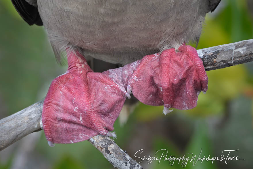 Galapagos Red Footed Booby Feet