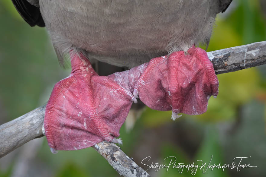 Galapagos Red Footed Booby Feet 20200303 081543