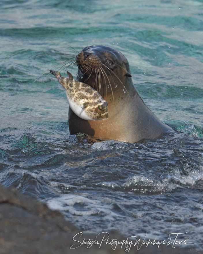 Galapagos Sea Lion Playing with Puffer Fish 20200302 072053