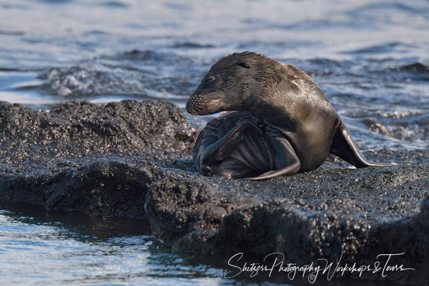 Galapagos Sea Lion Pup 20200302 074220