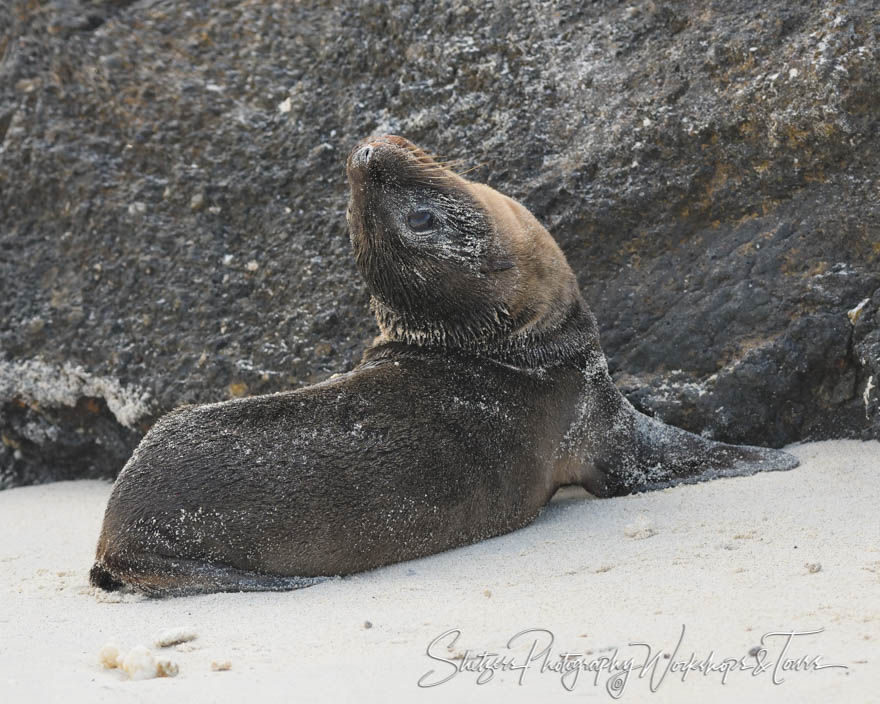 Galapagos Sea Lion Pup Playing