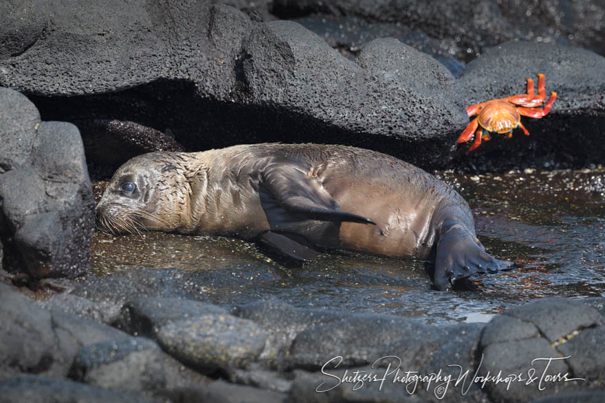 Galapagos Sea Lion Pup with Sally Lightfoot Crab 20200302 074959