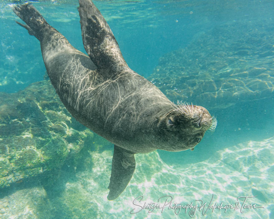 Galapagos Sea Lion Underwater