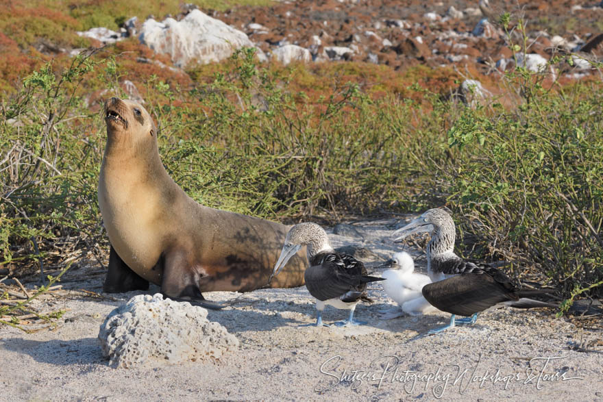 Galapagos Sea Lion and Blue Footed Boobies 20200301 155303