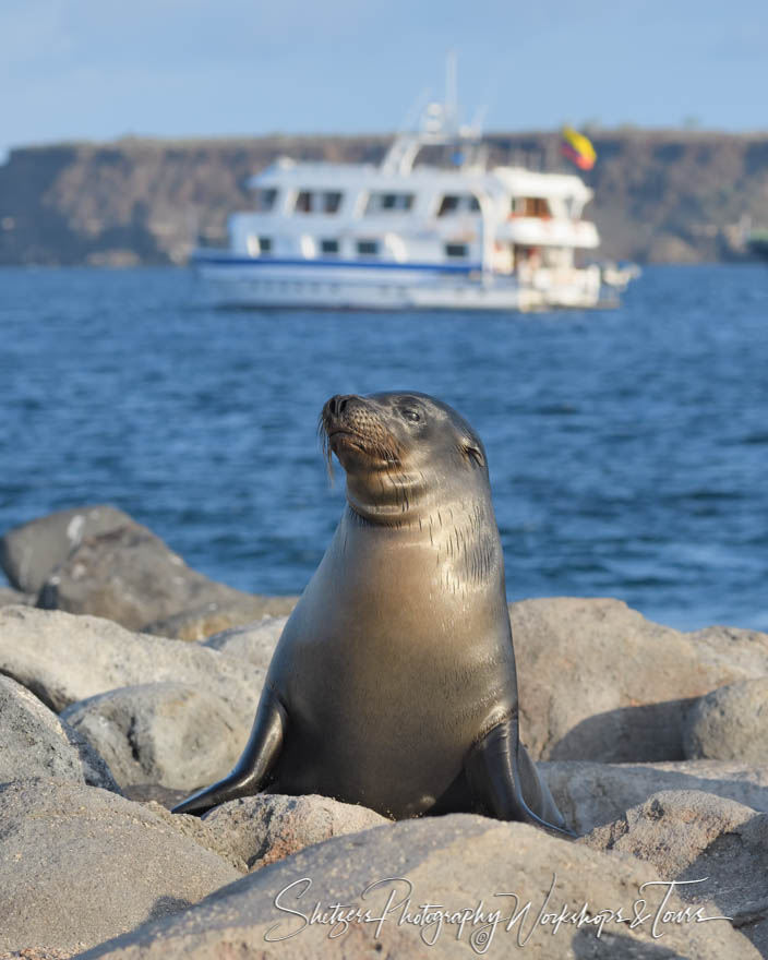 Galapagos Sea Lion and the Galápagos photography workshop yacht