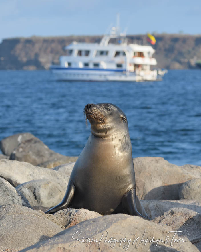 Galapagos Sea Lion and the Galápagos photography workshop yacht 20200301 162121