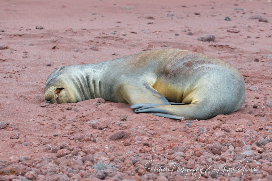 Galapagos Sea Lion on Rabida Island