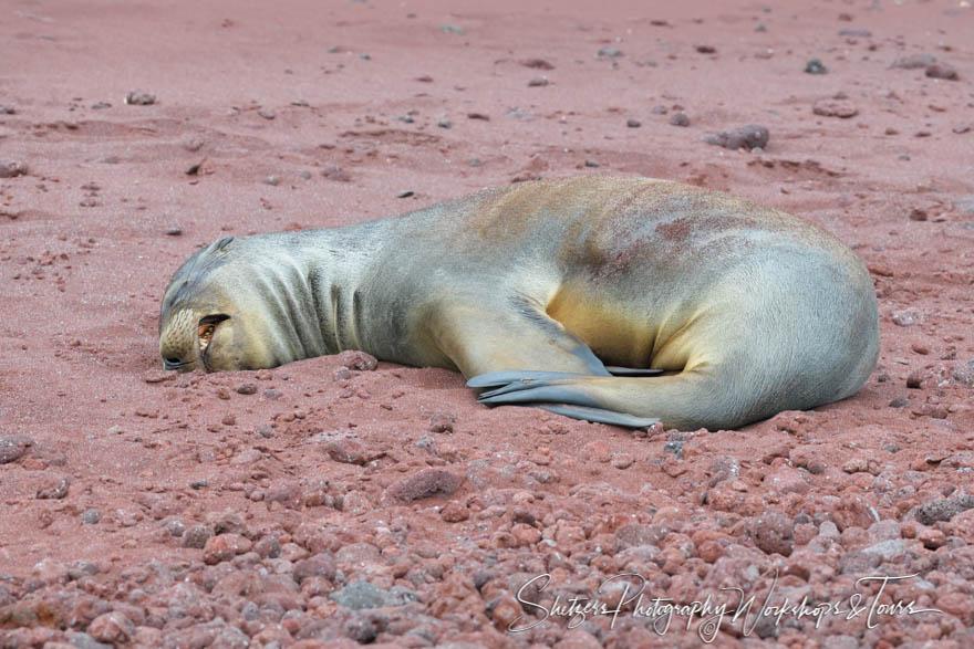 Galapagos Sea Lion on Rabida Island 20200304 122028