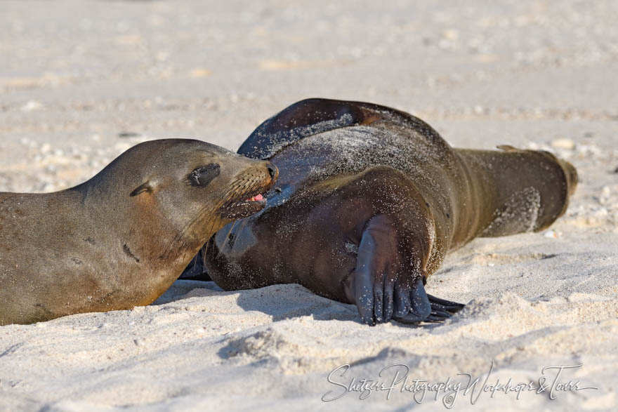 Galapagos Sea Lions Nursing 20200224 070041