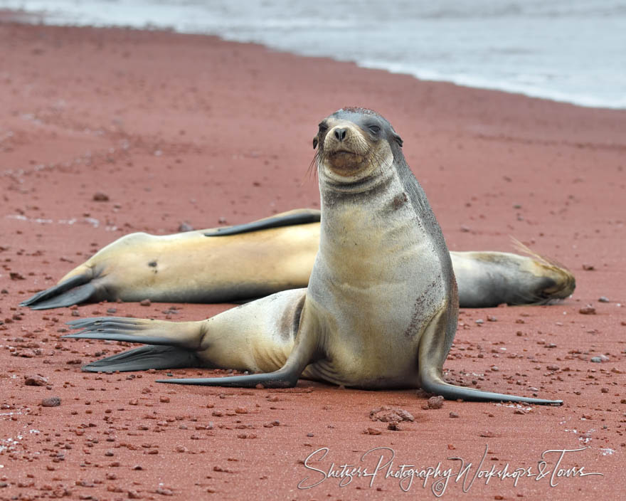 Galapagos Sea Lions on Rabida Island Red Beach 20200304 121452