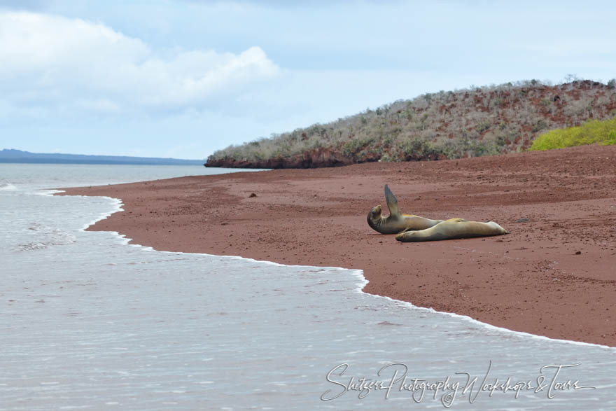 Galapagos Sea Lions on a Red Sand Beach