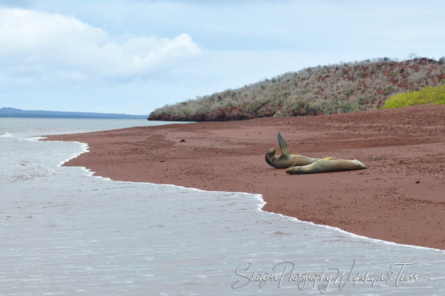 Galapagos Sea Lions on a Red Sand Beach 20200304 121412