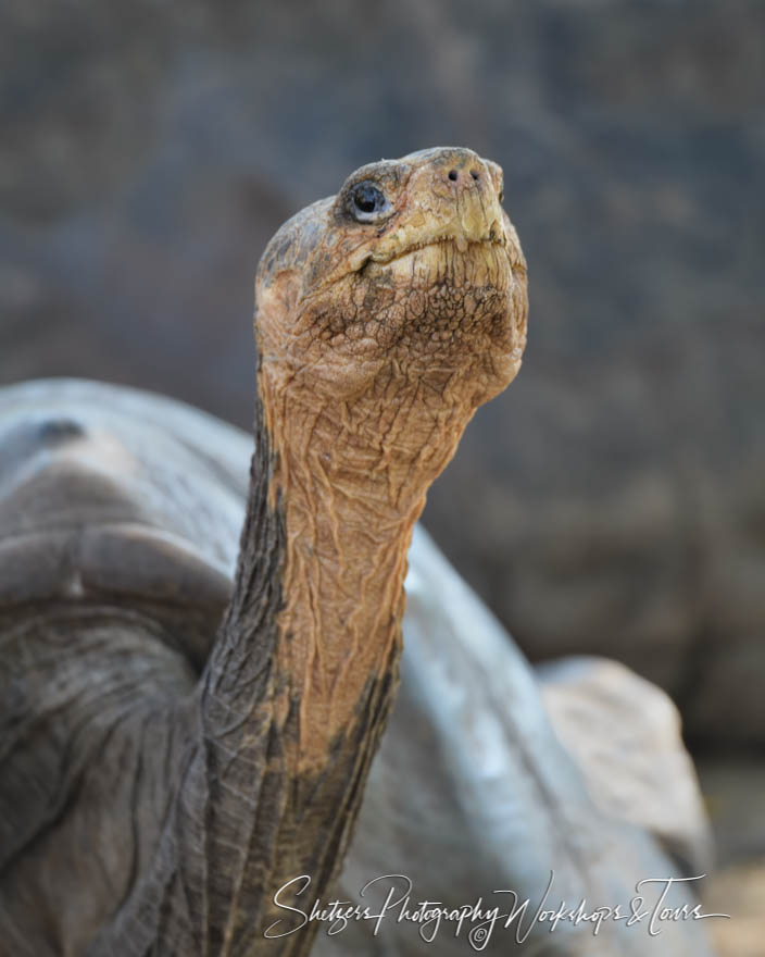Galapagos Tortoise Looking at Camera