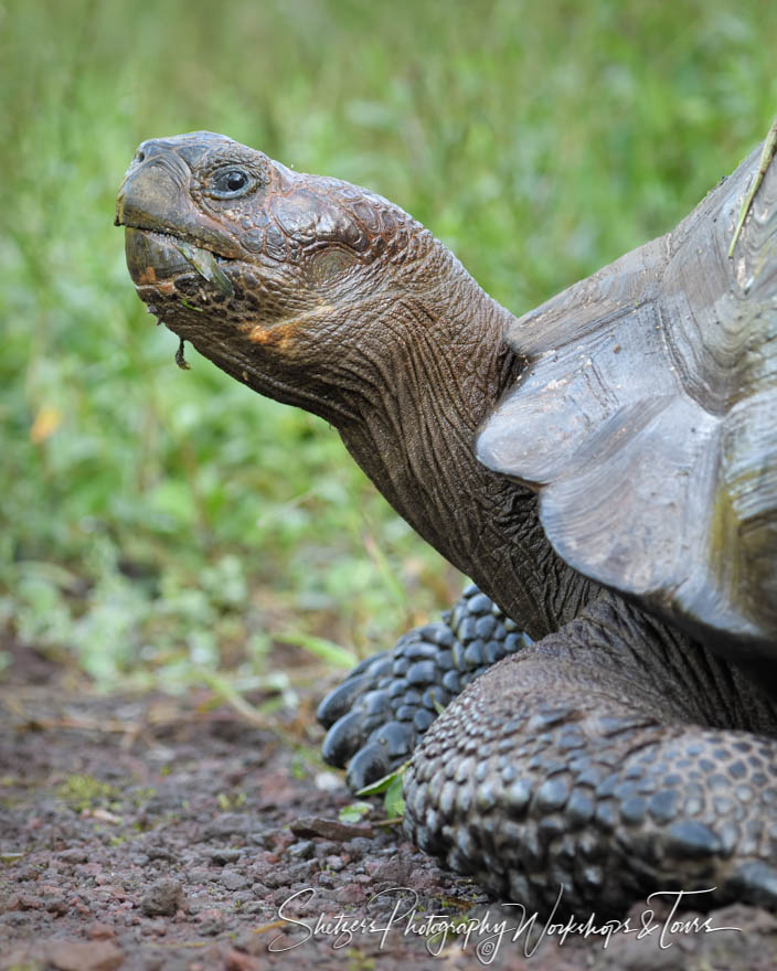 Galapagos Tortoise Profile