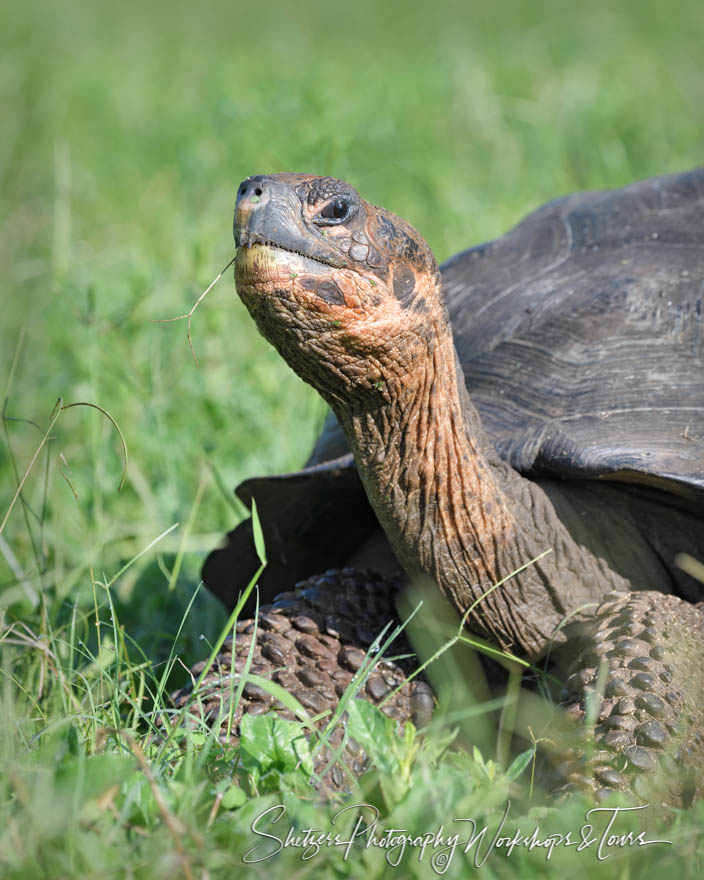 Galapagos Tortoise in Grass