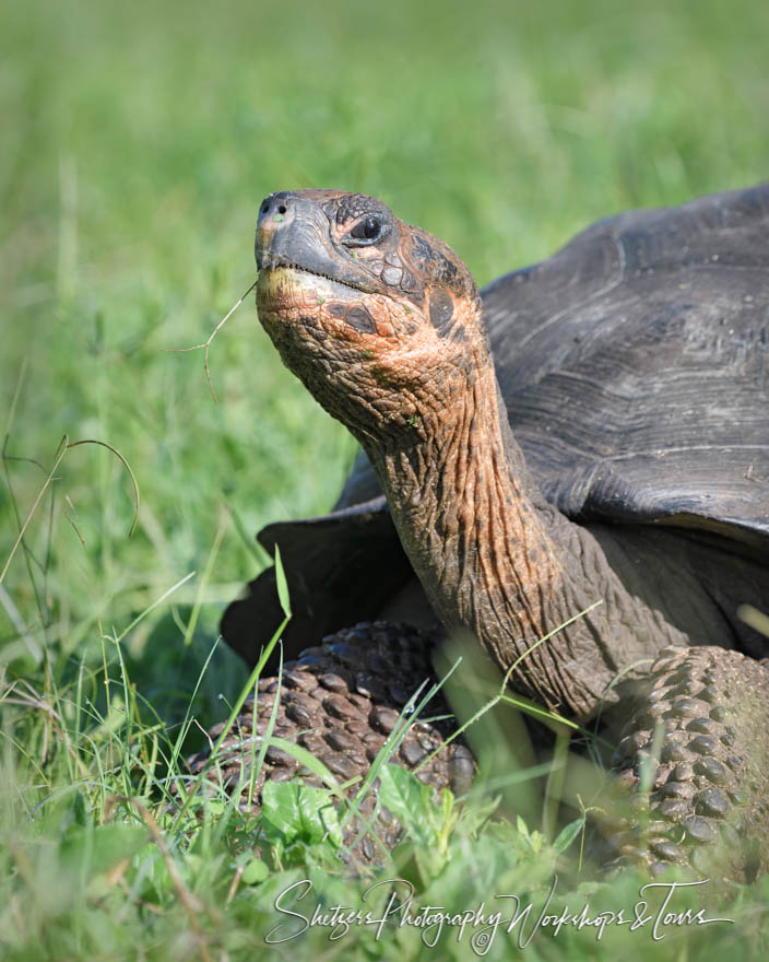 Galapagos Tortoise in Grass 20200306 071336