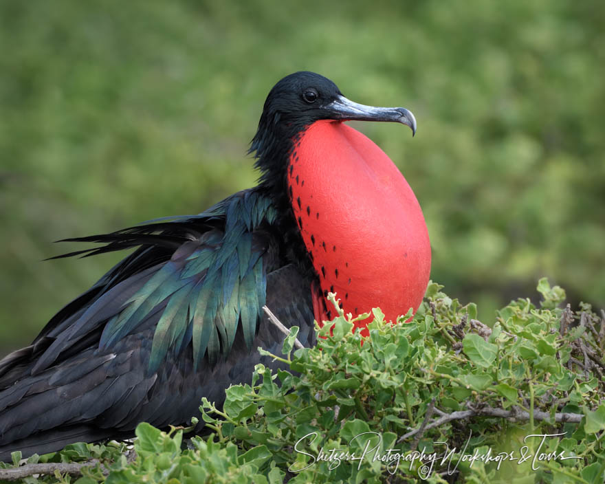 Great Frigate bird photographed at our Galapagos Photo Workshop