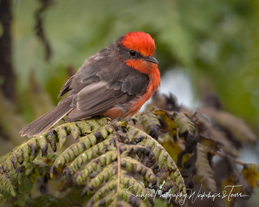 Galapagos Vermillion Flycatcher Looking at Camera 20200228 114657